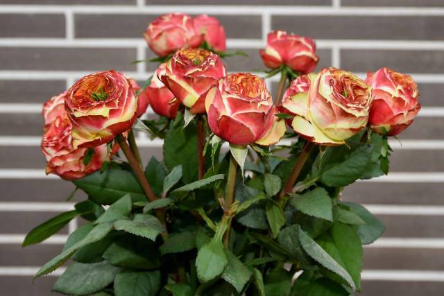 Roses de jardin