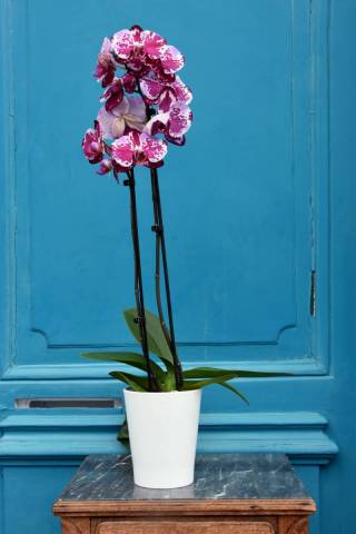 Orchide 2 tiges