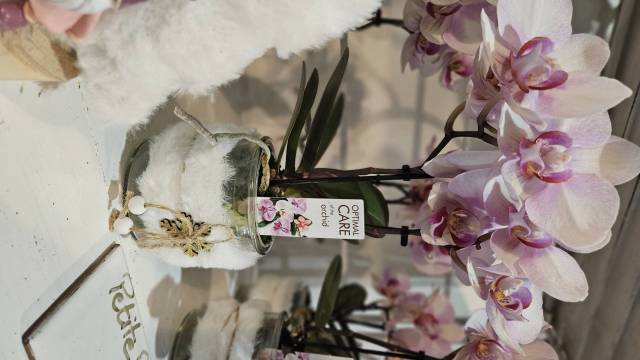 Petite orchide